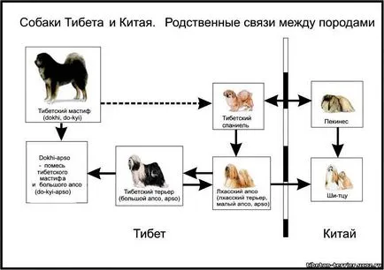 Cu părul lung tibetan Apso una dintre cele mai vechi rase de câini de pe pământ