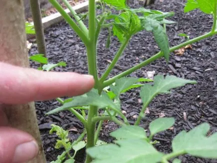 Tomate Ursul Bruin comentarii, fotografii, îngrijire, descrierea soiului, videoclipul