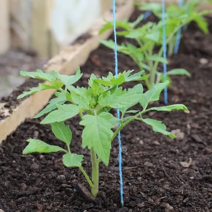 Tomate Ursul Bruin comentarii, fotografii, îngrijire, descrierea soiului, videoclipul