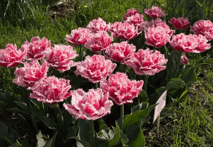 Tulipán a kertben, gyönyörű ötletek a kertben