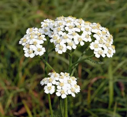 Grass cu pancreas pancreatită - ce să ia