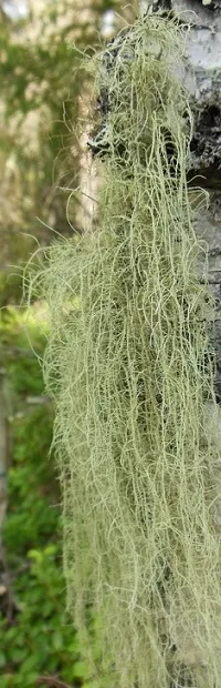 Usnea szakállas (zuzmó)