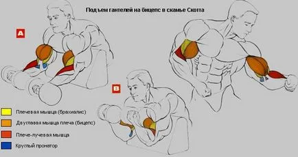 Exerciții pe mână în sala de sport sfaturi