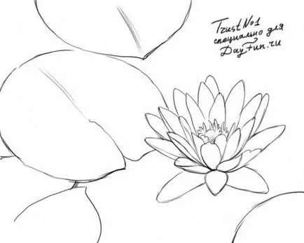 lectii de pictura - cum să atragă pas cu pas de lotus creion