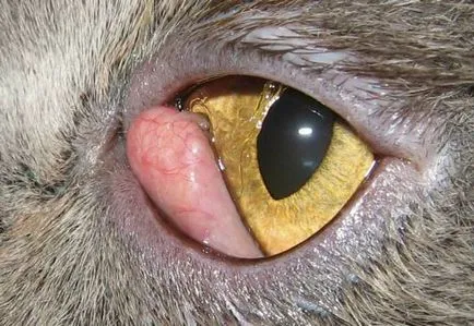 Uveita la pisici cauze, simptome si metode de tratament