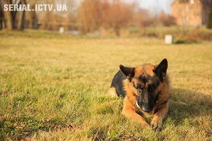 ICTV - seria „câine“ pe ICTV top 7 fapte despre principalul detectiv cu patru picioare Ucraina