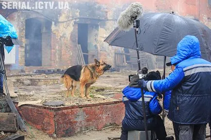 ICTV - seria „câine“ pe ICTV top 7 fapte despre principalul detectiv cu patru picioare Ucraina