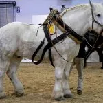 Видове и породи коне, впрегатни коне особено, описание и характеристики на български и чуждестранни