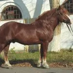 Faj és fajta lovak, igáslovak különösen, leírása és jellemzői a hazai és külföldi