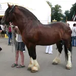 Speciile și caii de rasa, in special proiecte de cai, descrierea și caracteristicile române și străine