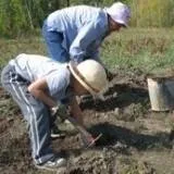 Изтласкващи ягоди у дома