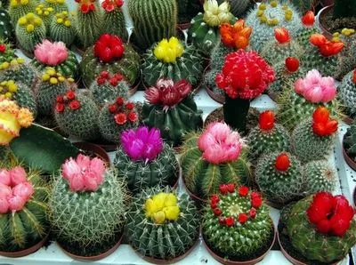 Cactus видове описания, заглавия, грижи