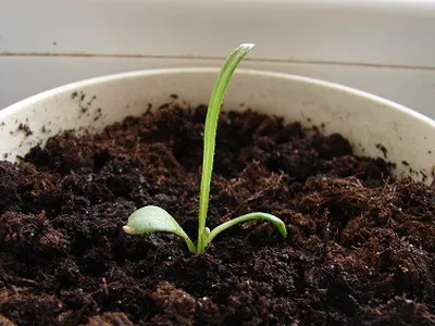 Gatsanii növekvő magról ültetés és gondozás - Flowers Enciklopédia