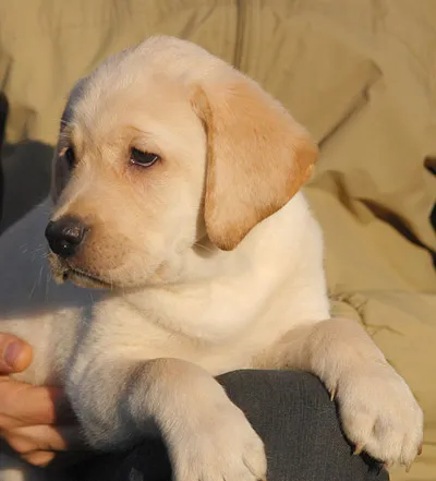 Válogatás a Labrador kiskutyák - Tények