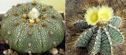 Cactus видове описания, заглавия, грижи