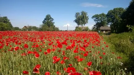 Poppy intenții bune