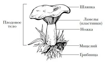 Cultivarea recomandări moduri porcini