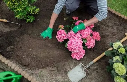 Termesztése hortenzia Szibériában tippeket és tanácsokat ültetés és gondoskodó