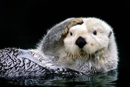 Otter információ jelentés üzenet leírás fotó videó