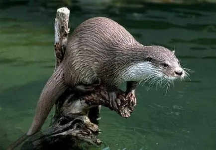 Otter raport de informații video descriere mesaj fotografie