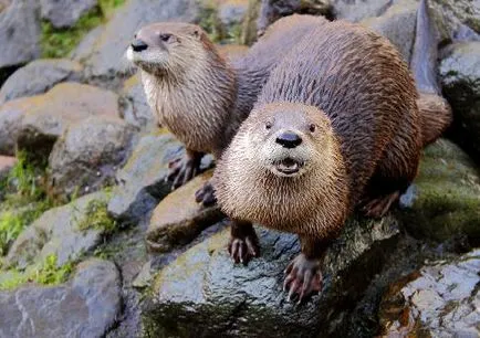 Otter információ jelentés üzenet leírás fotó videó