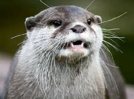 Otter információ jelentés üzenet leírás fotó videó