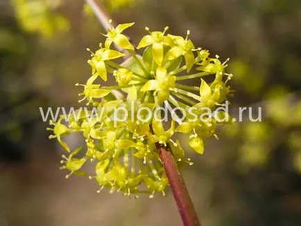 Să ne întoarcem la Grădina Dogwood - livada