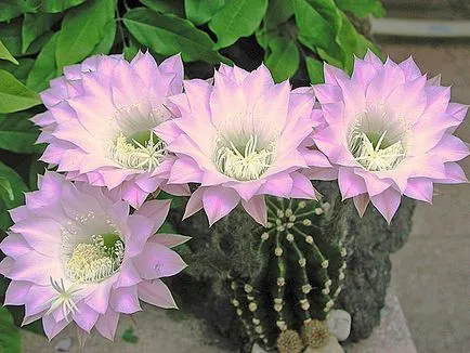 Cactus видове описания, заглавия, грижи