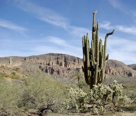 Cactus faj leírások, címek, gondoskodás