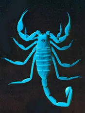 Într-un moment al scorpioni pericol respinge „coada“, știința și viața