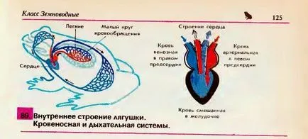 Вътрешна структура на жаба