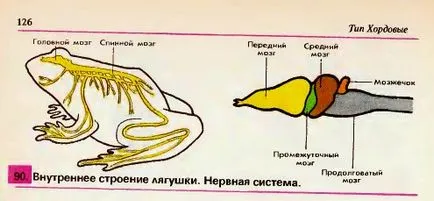 Вътрешна структура на жаба