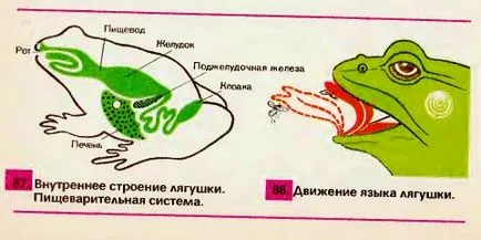 Вътрешна структура на жаба