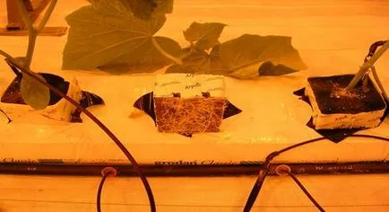 Kártevők uborkát photoculture üvegházi és az ellenőrzésük tartalom platform