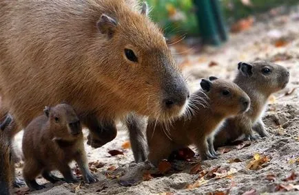 capybara capybara