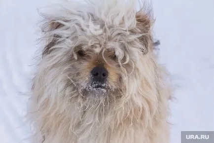 Koltsovo talált fagyott halálra elhagyott kutyák