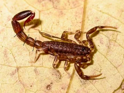Într-un moment de scorpioni pericol respinge „coada“, știința și viața
