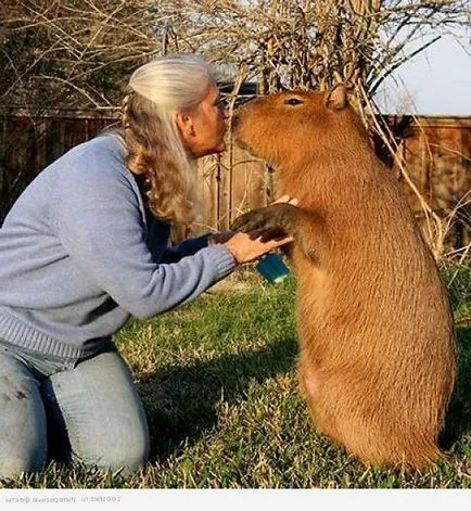 capybara capybara