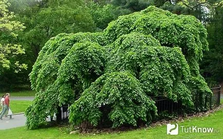 Elm - ulm în creștere, îngrijire la domiciliu