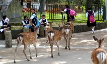 A japán város Nara paradicsoma szarvas