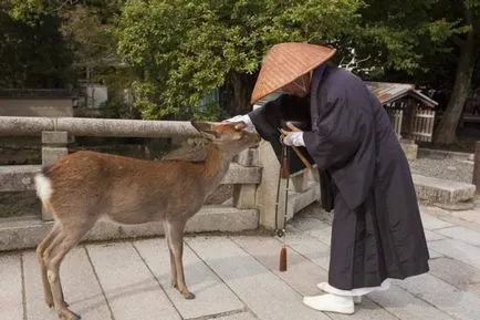 A japán város Nara paradicsoma szarvas