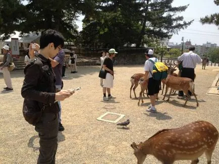 A japán város Nara paradicsoma szarvas