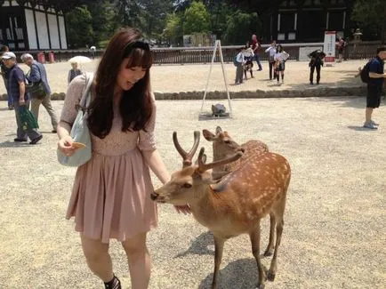 A japán város Nara paradicsoma szarvas