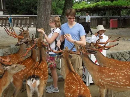 A japán város Nara paradicsoma szarvas