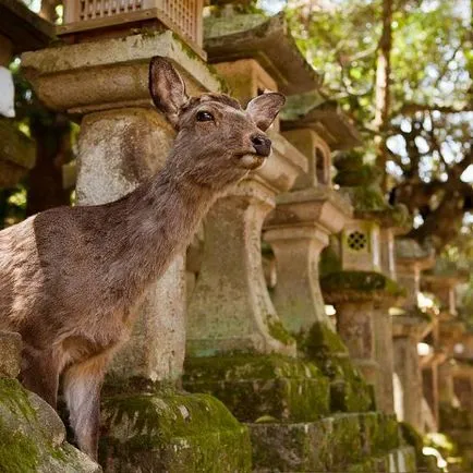 A japán város Nara paradicsoma szarvas