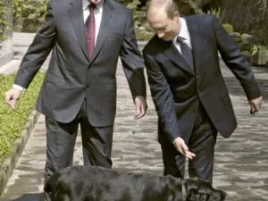 luptă aprigă împotriva lui Gorbaciov pisica pisica Medvedev! (Foto) - Glavred