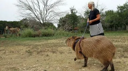 Pet capybara - a legnagyobb rágcsáló