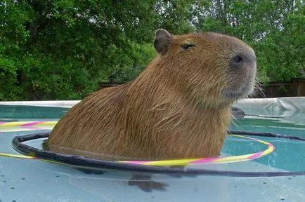 Pet capybara - a legnagyobb rágcsáló