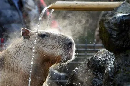 Pet capybara - a legnagyobb rágcsáló