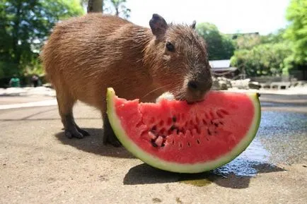 Pet capybara - a legnagyobb rágcsáló